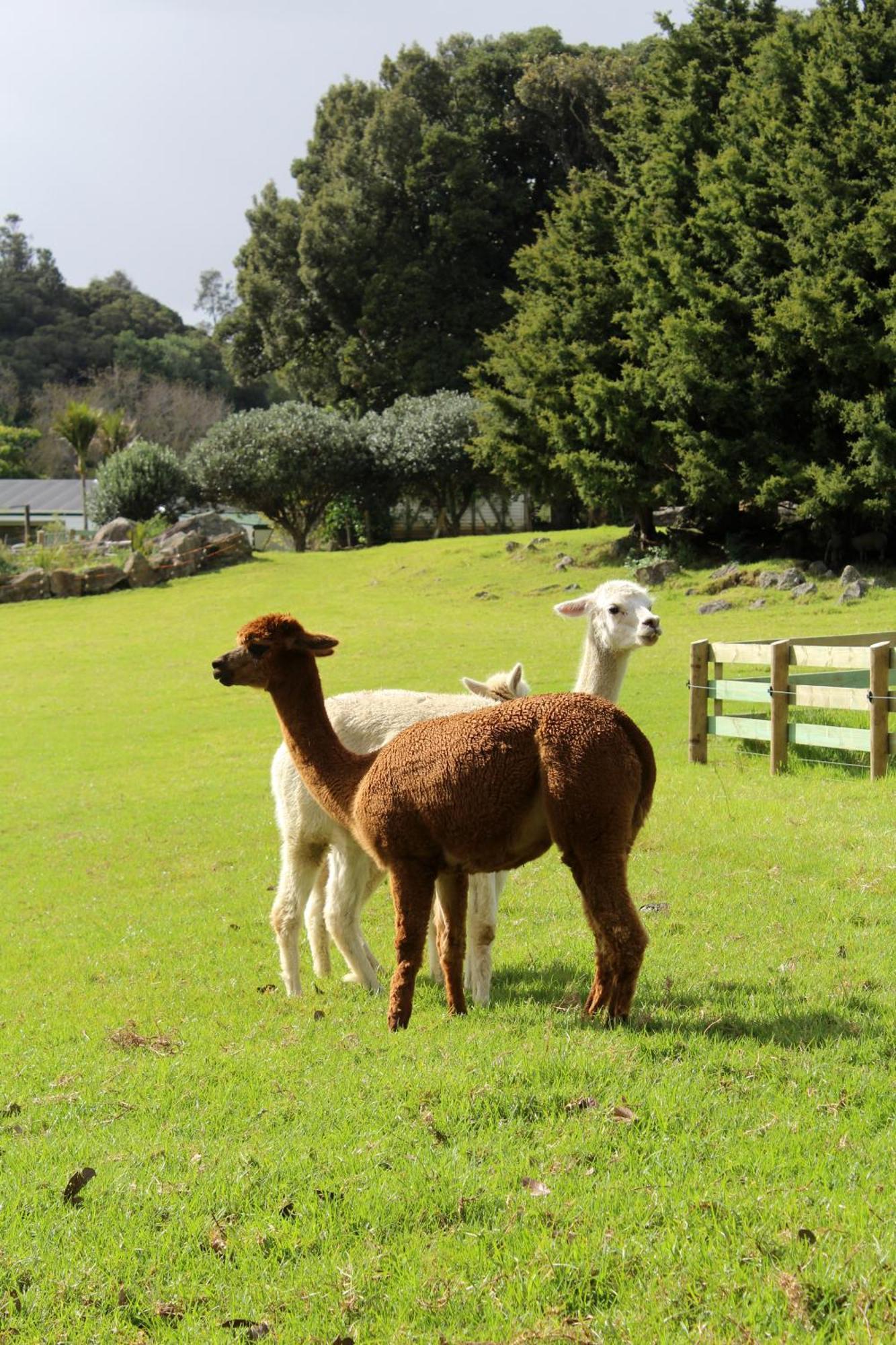 Highlander - * Whangarei